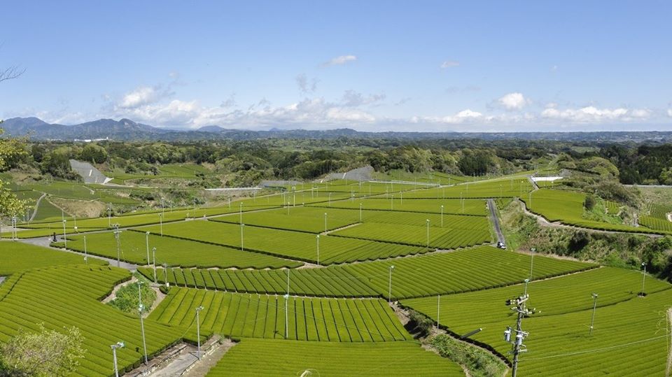 Saski Green Tea fields